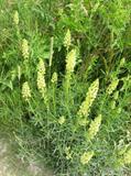wild mignonette